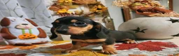 Miniature Dachshund dogs for sale: Lola - Ad 4