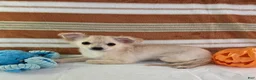 Chihuahua dogs for sale: Nelly - Ad 5