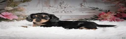 Miniature Dachshund dogs for sale: AKC-Rolo - Ad 6