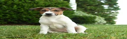 Jack Russell Terrier dogs for sale: Ash - Ad 1