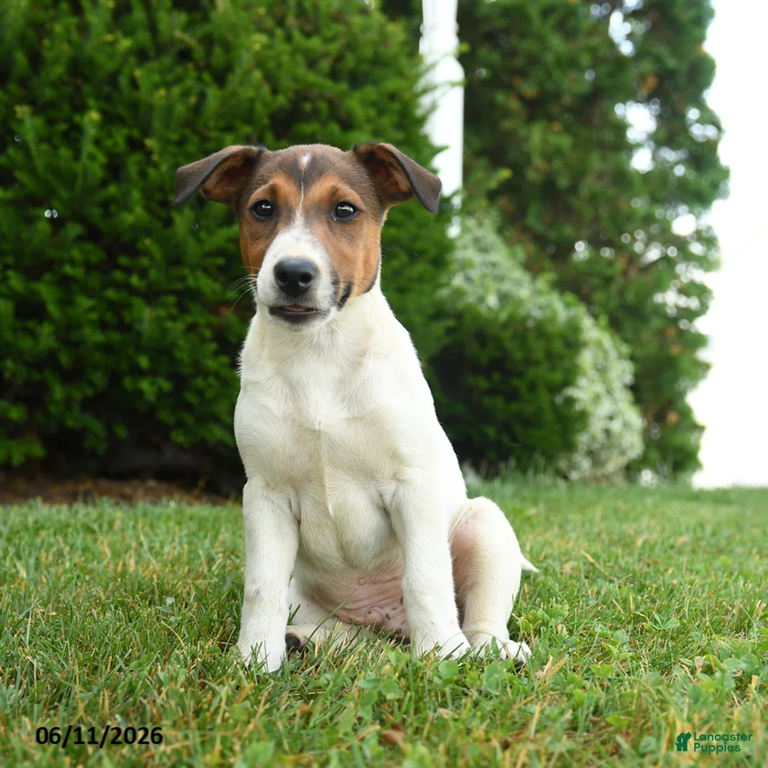 Jack Russell Terrier dogs for sale: Ash - Ad 1