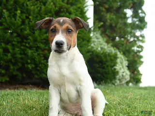 Jack Russell Terrier dogs for sale: Ash - Ad 3