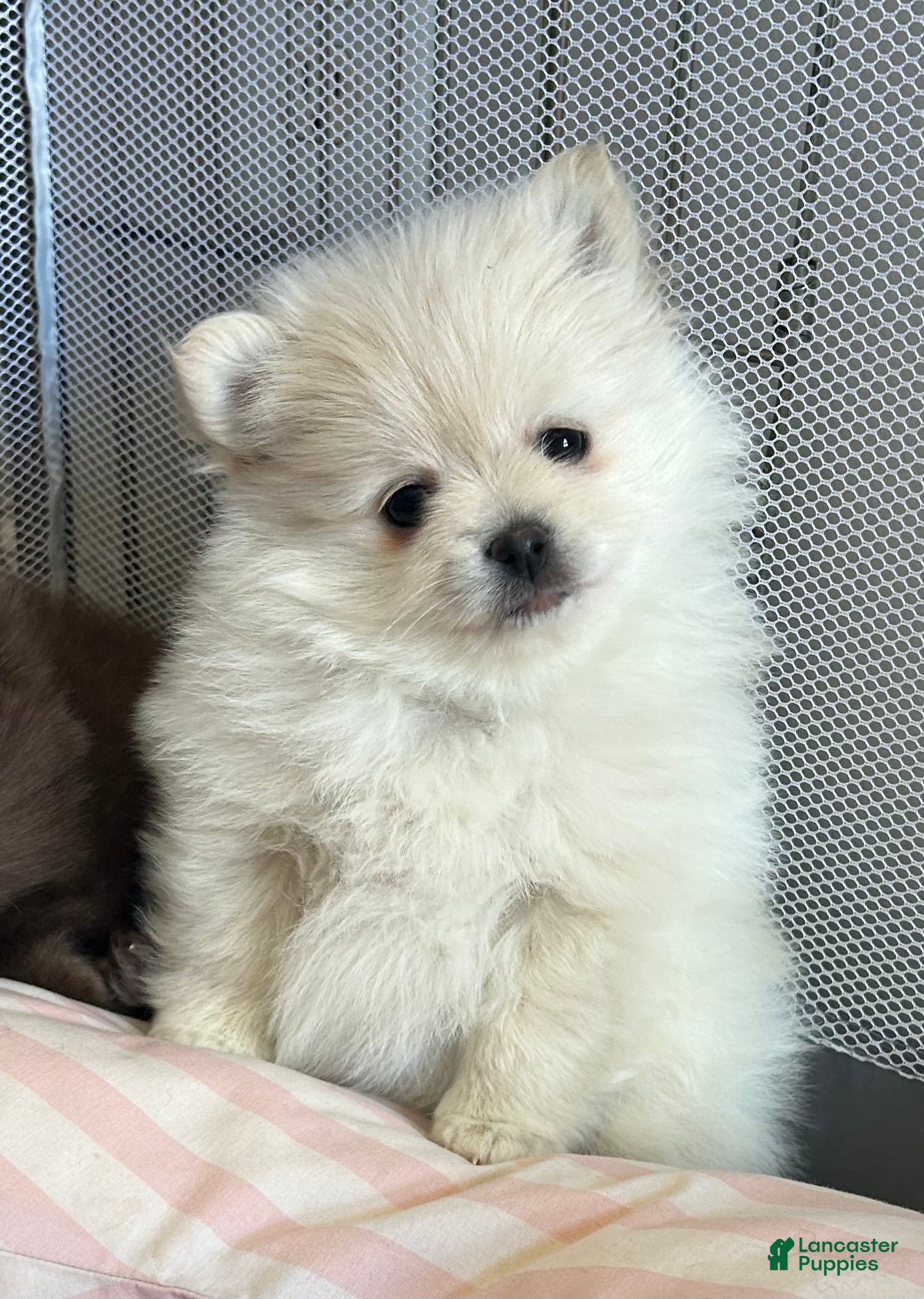 Pomeranian dogs Pomeranian Puppy 3 - Ad 1