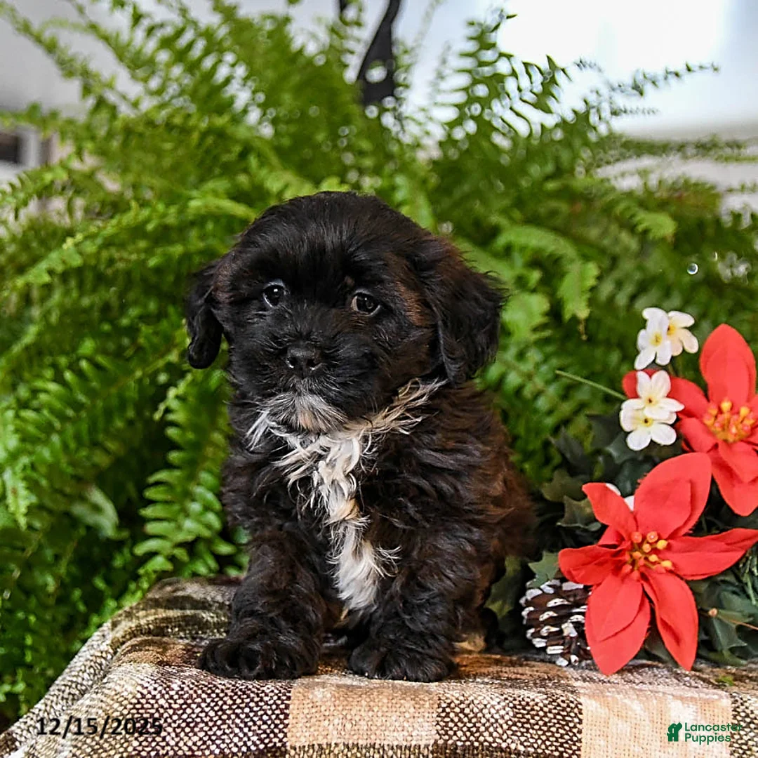 Shihpoo dogs for sale: Cookie - Ad 2