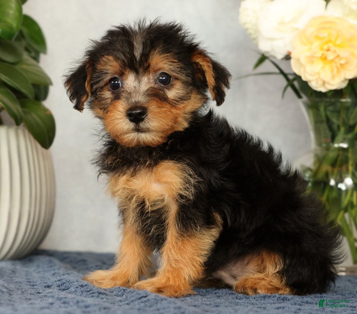 Yorkiepoo dogs Mitch - Ad 2