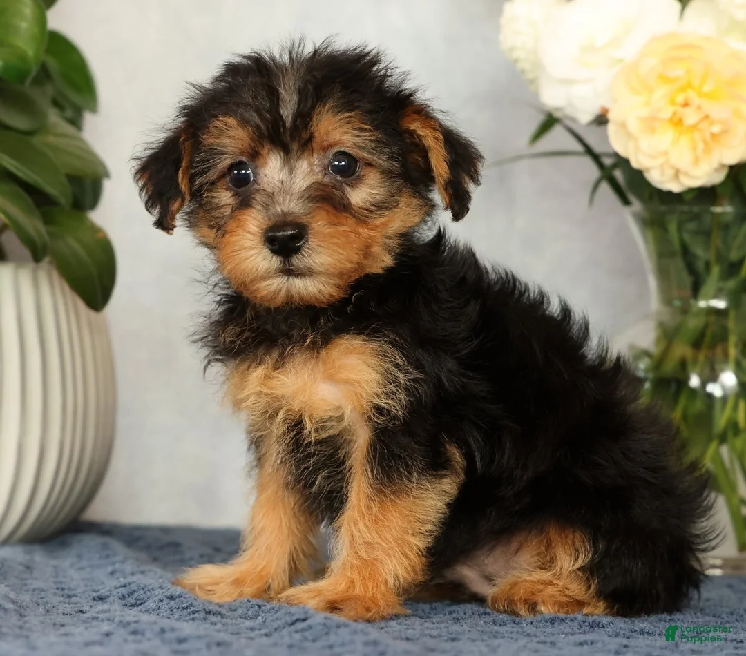 Yorkiepoo dogs for sale: Mitch - Ad 2