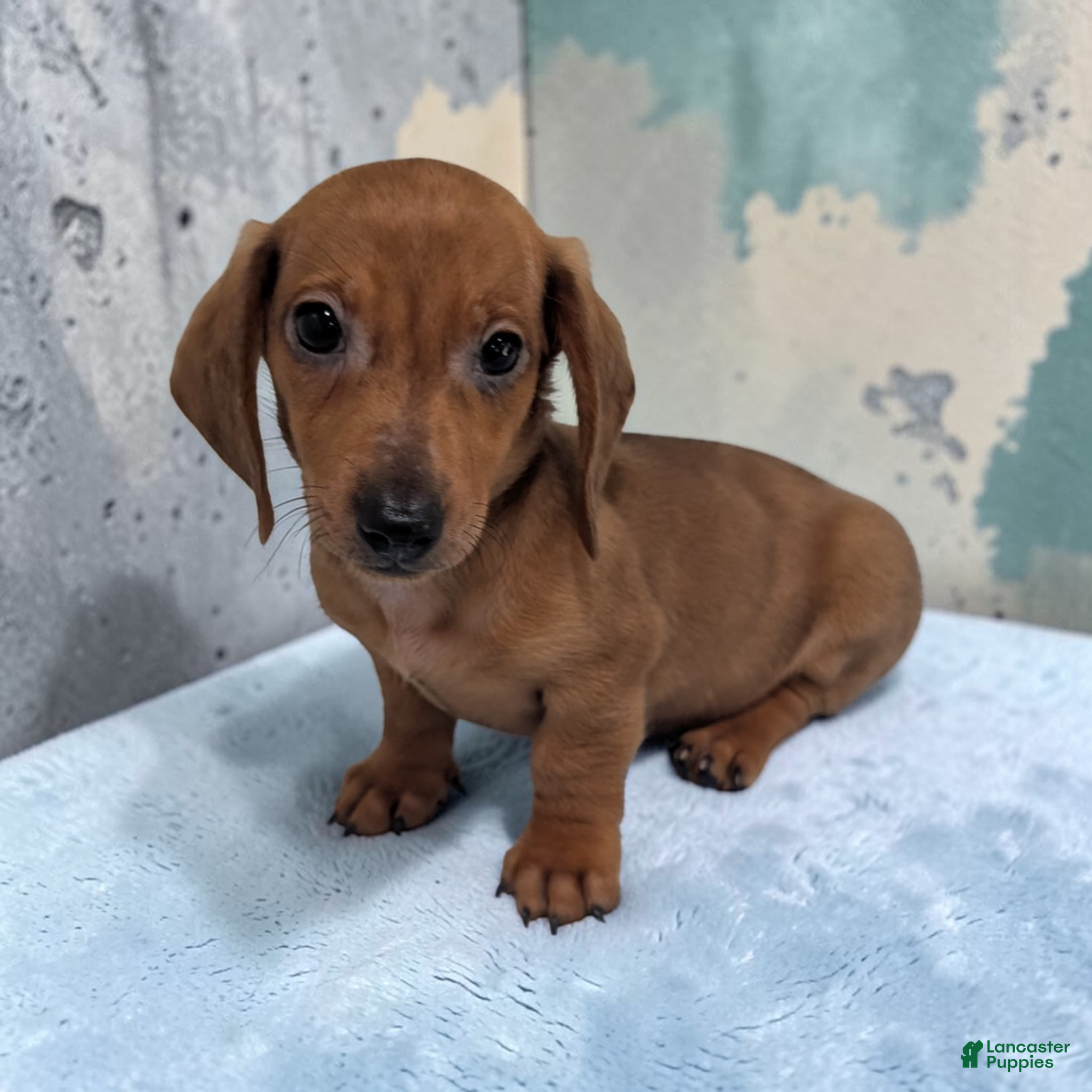 Miniature Dachshund dogs Simon - Ad 1
