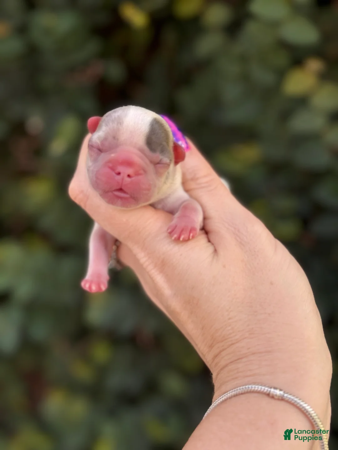 French Bulldog dogs for sale: Zinnia - Ad 1