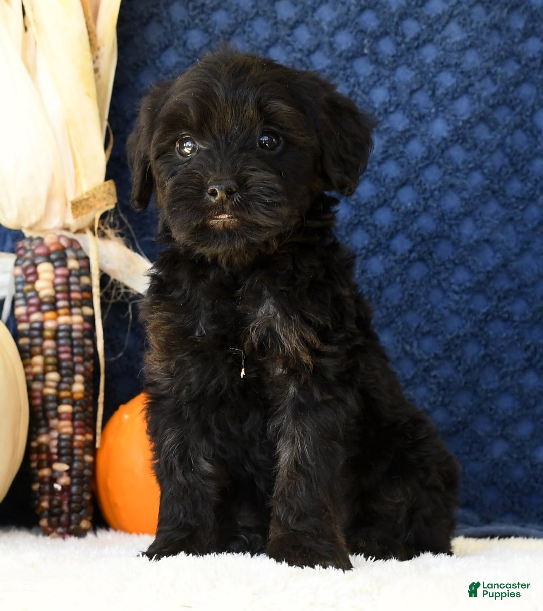 Yorkiepoo dogs for sale: Randy - Ad 6