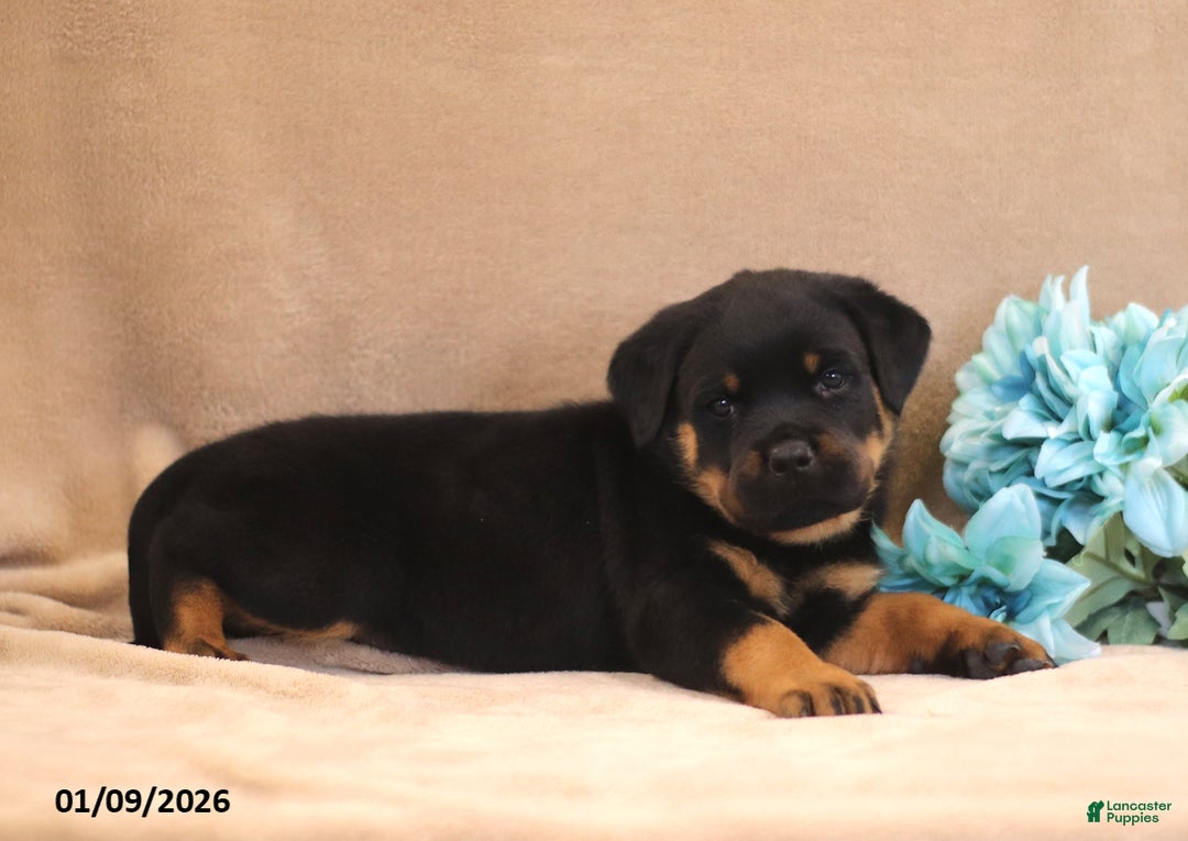 Rottweiler dogs for sale: Talon - Ad 5