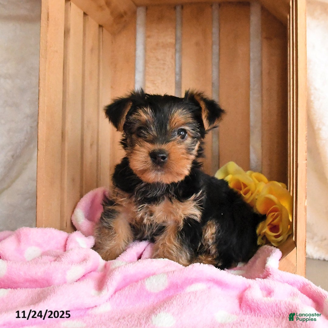 Yorkshire Terrier dogs for sale: Honey - Ad 3