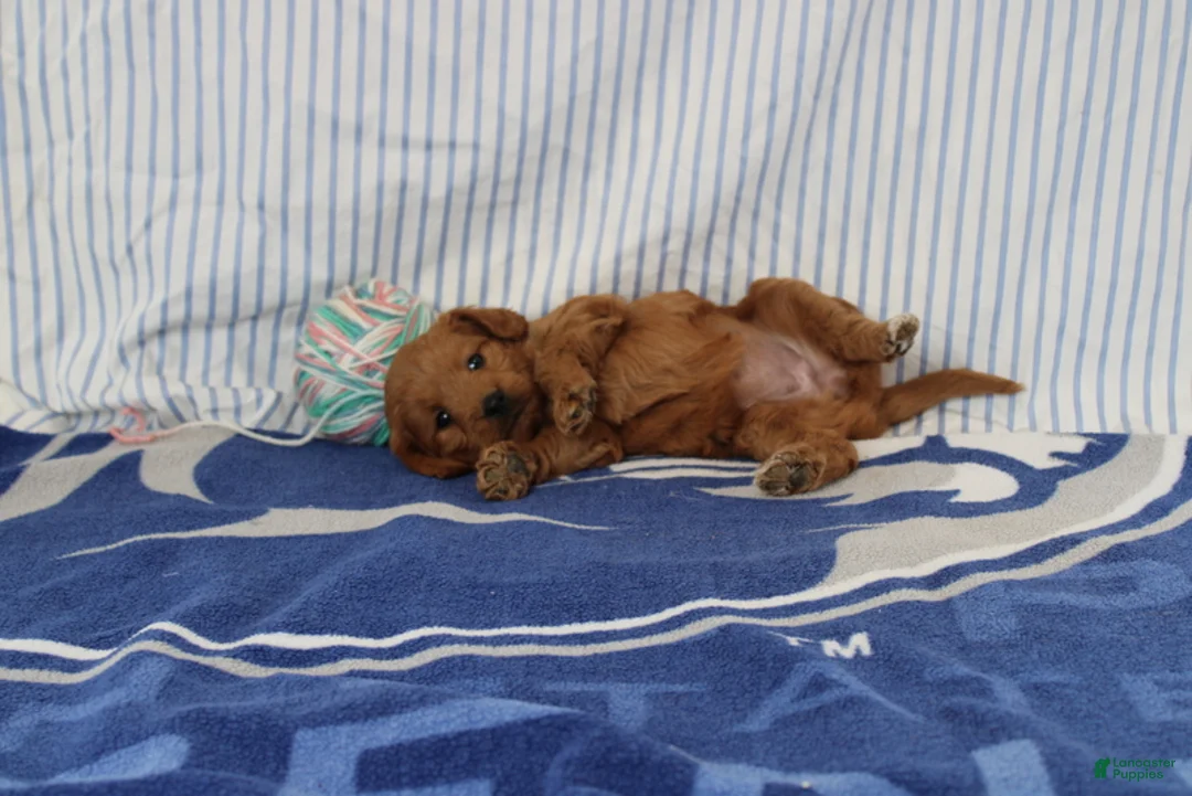 Mini Goldendoodle dogs for sale: Maple - Ad 4