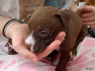 American Bully dogs Tyler Kaysak - Ad 36