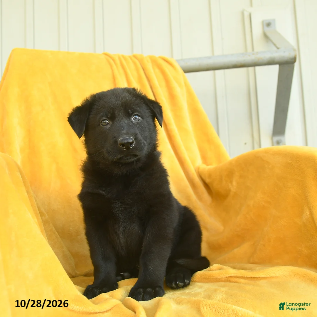 German Shepherd dogs for sale: Joel  - Ad 2