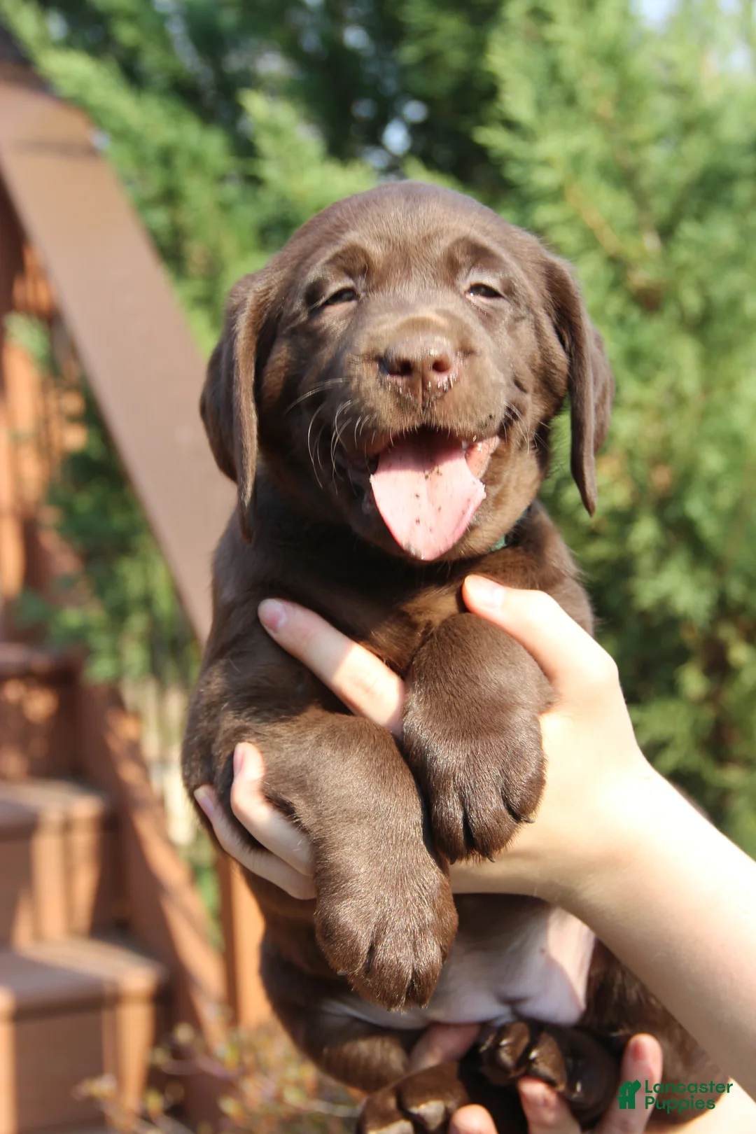 Labrador Retriever dogs for sale: Daisie - Ad 1