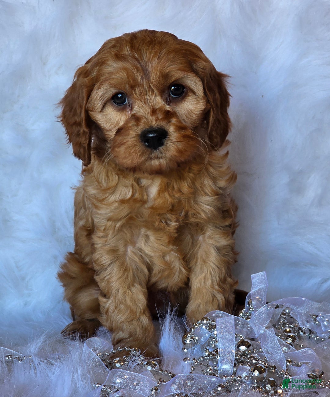 Cavapoo dogs for sale: Bella - Ad 5