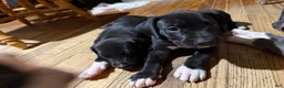 Mixed Breed dogs for sale: Baby 5 - Ad 23