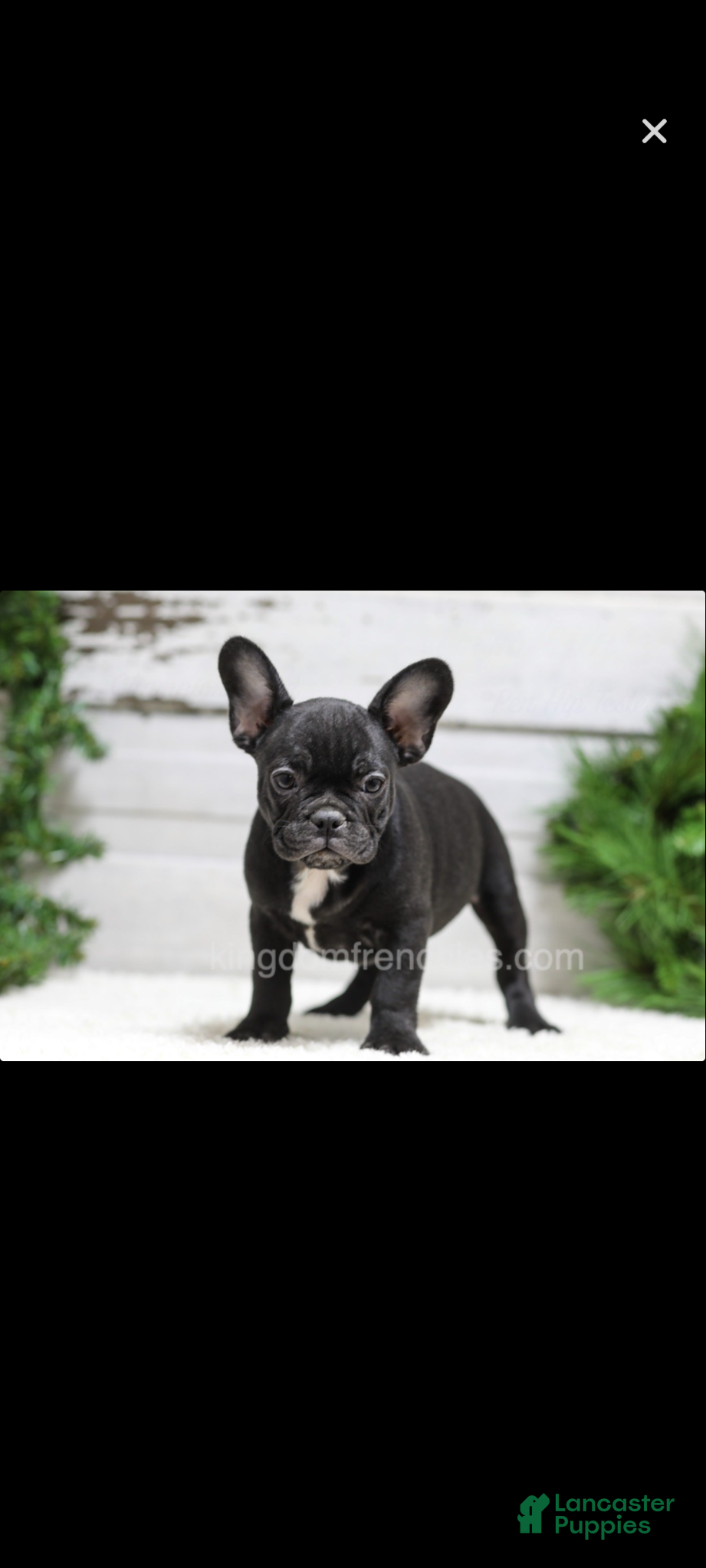 French Bulldog dogs for sale: Casper - Ad 3