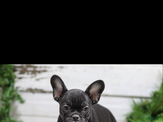 French Bulldog dogs for sale: Casper - Ad 3