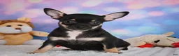 Chihuahua dogs for sale: Boone - Ad 6