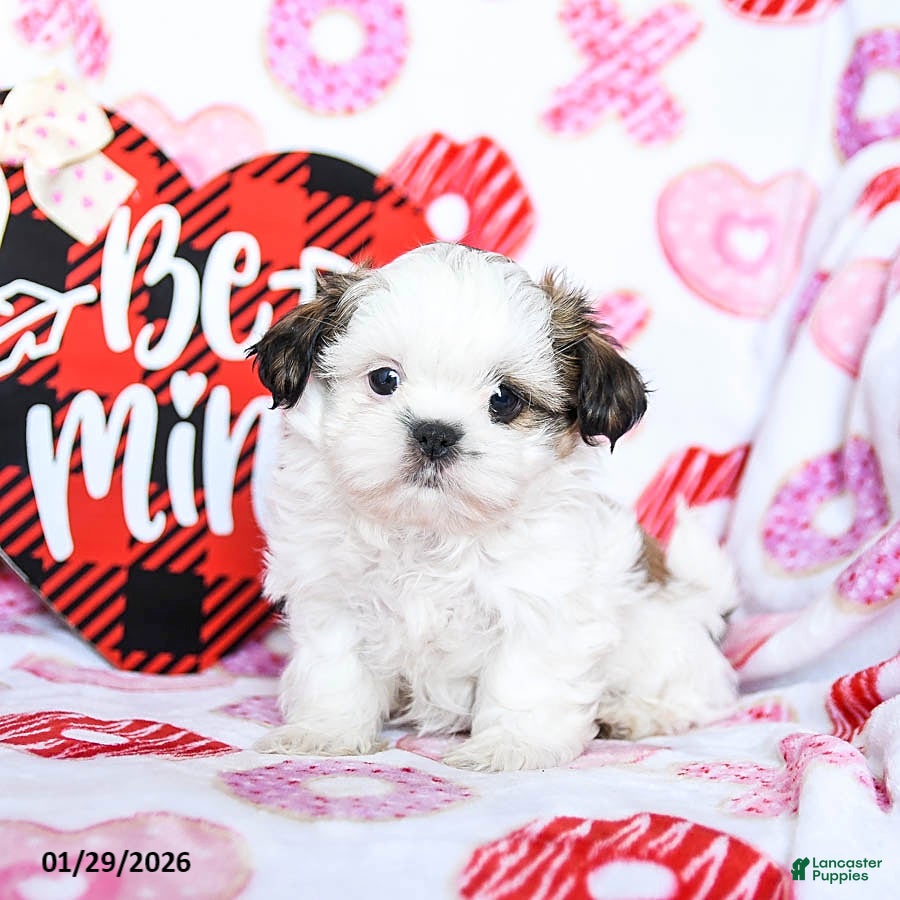 Shih Tzu dogs Gus - Ad 32
