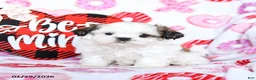 Shih Tzu dogs for sale: Gus - Ad 1