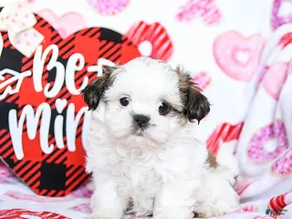 Shih Tzu dogs Gus - Ad 32