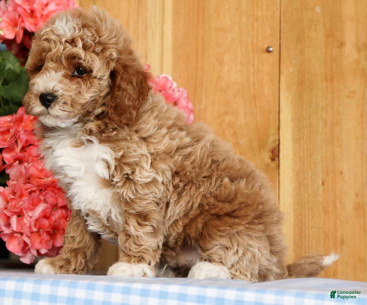 Mini Goldendoodle dogs Bruno - Ad 2