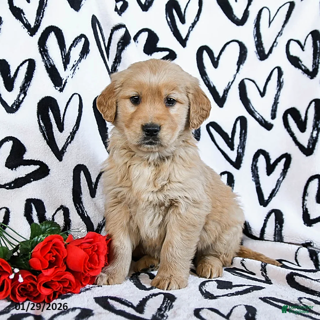 Golden Retriever dogs for sale: Lacey - Ad 3