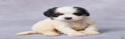 Cavapoo dogs for sale: Bo - Ad 5