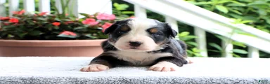 Kasper