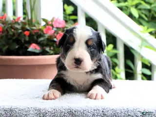 Bernese Mountain Dog dogs for sale: Kasper - Ad 3