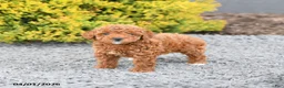 Miniature Poodle dogs for sale: Callie - Ad 5