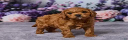 Cavapoo dogs for sale: Chance - Ad 4