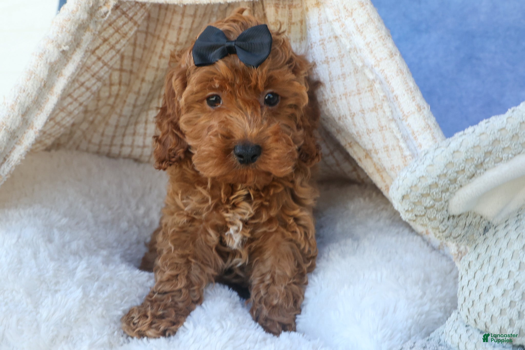 Cavapoo dogs for sale: ROMEO - Ad 8