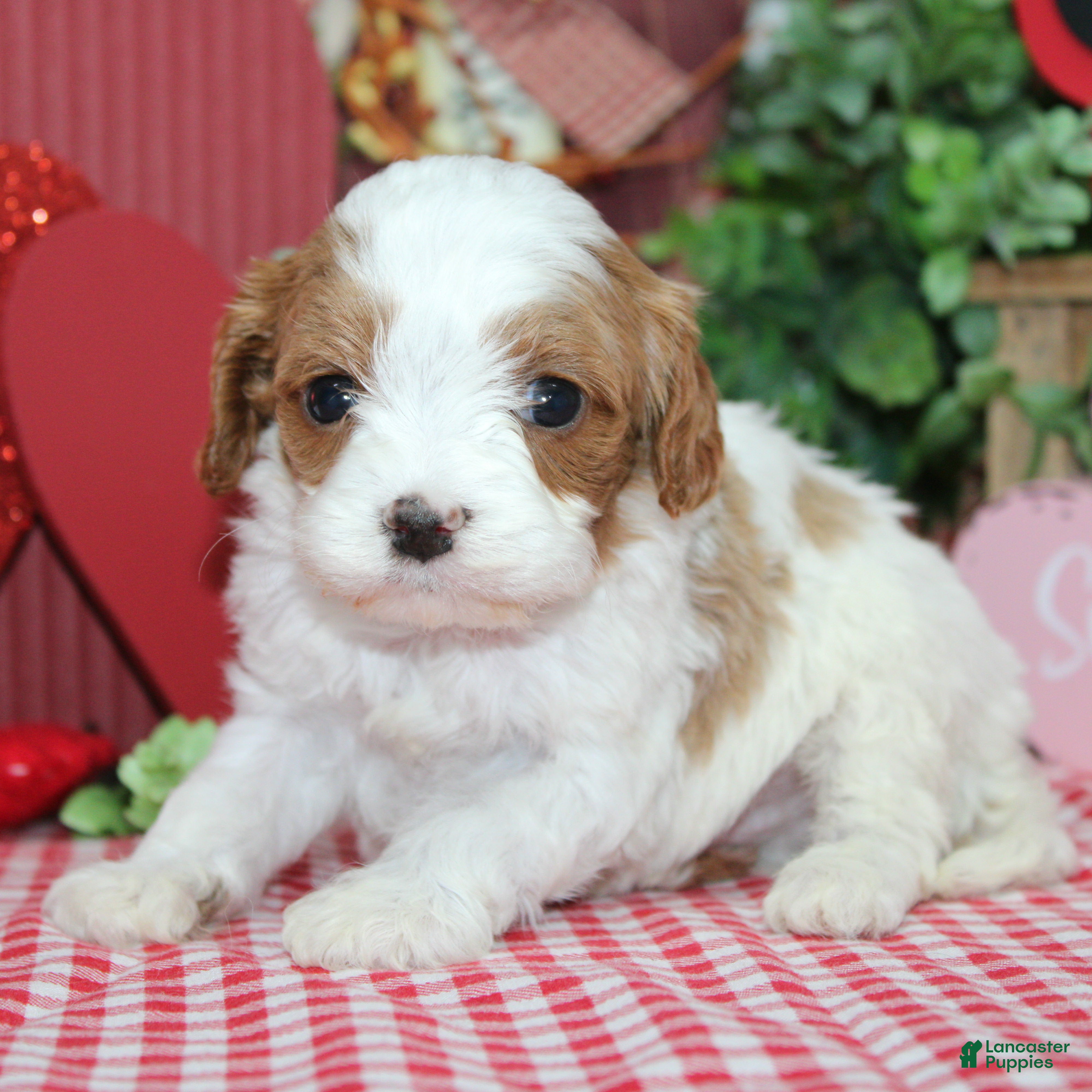 Cavapoo dogs Archie - Ad 28
