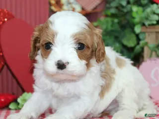 Cavapoo dogs Archie - Ad 28