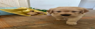 Golden Retriever 3 /Sonny