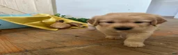 Golden Retriever dogs for sale: Golden Retriever 3 /Sonny - Ad 1