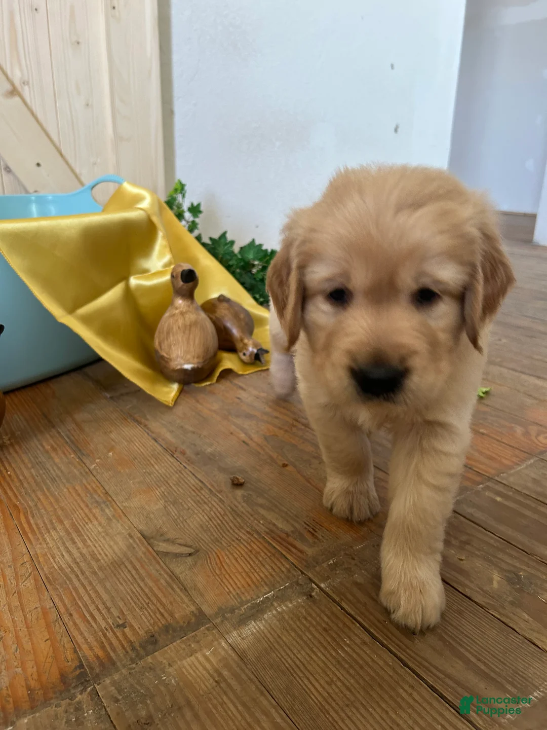 Golden Retriever dogs for sale: Golden Retriever 3 /Sonny - Ad 1
