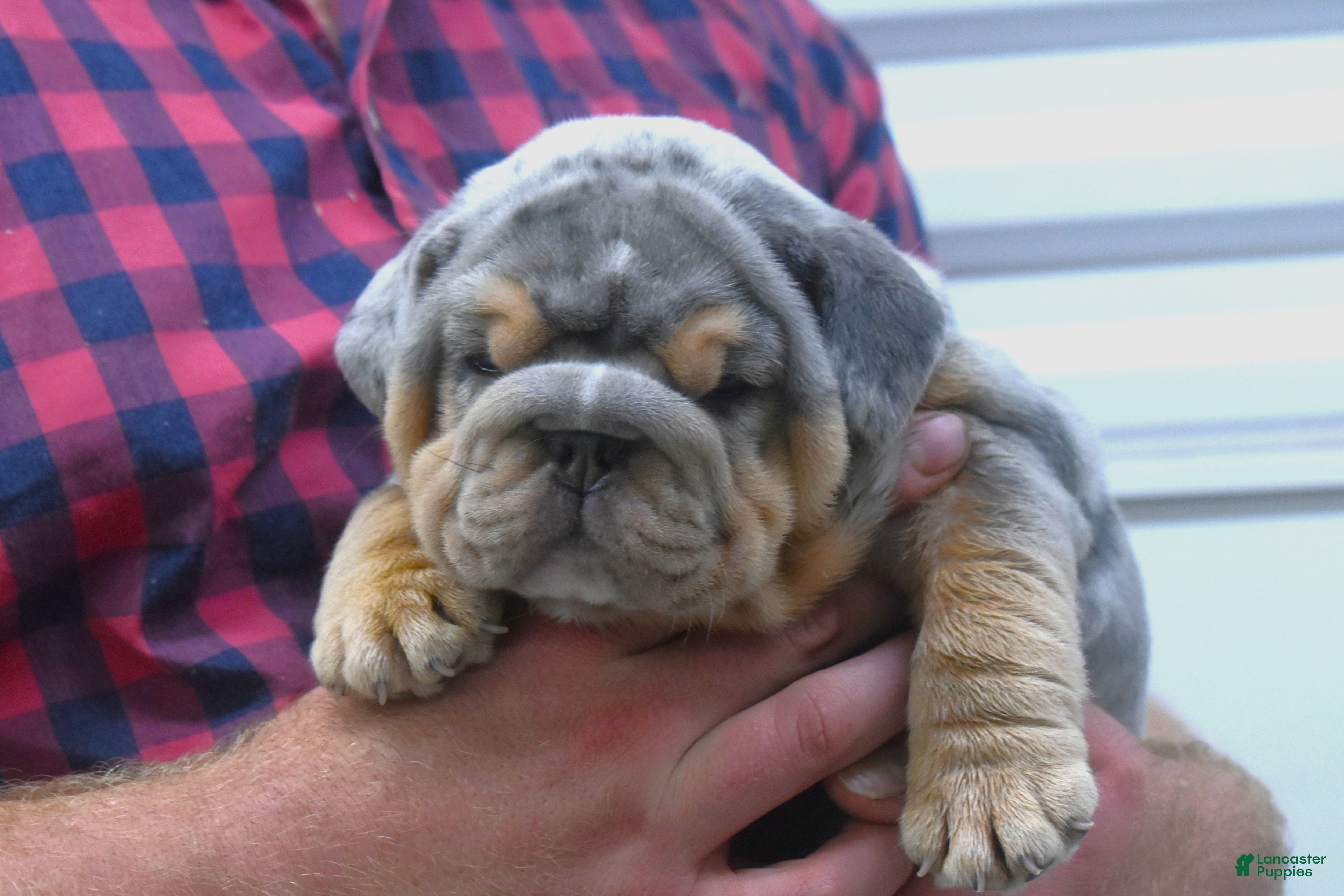 English Bulldog dogs Destin - Ad 14