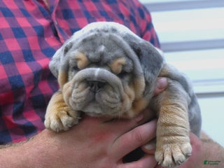 English Bulldog dogs Destin - Ad 12