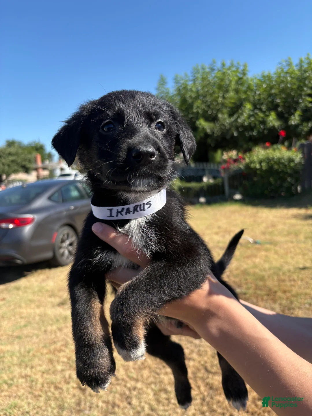 Mixed Breed dogs for sale: Ikarus  - Ad 3