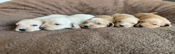 Miniature Dachshund dogs for sale: DAWWG POUND’S POCKET-SIZED QB - Ad 26