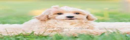 Maltipoo dogs for sale: Twila - Ad 4