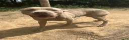 American Pit Bull Terrier dogs for sale: American Pit Bull Terrier 7 - Ad 6