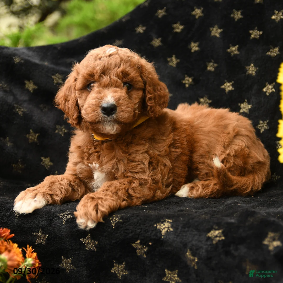 Mini Goldendoodle dogs for sale: Happy - Ad 2