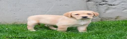 Labrador Retriever dogs for sale: Ellie - Ad 1