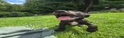 Great Dane dogs for sale: Penelope - Ad 3