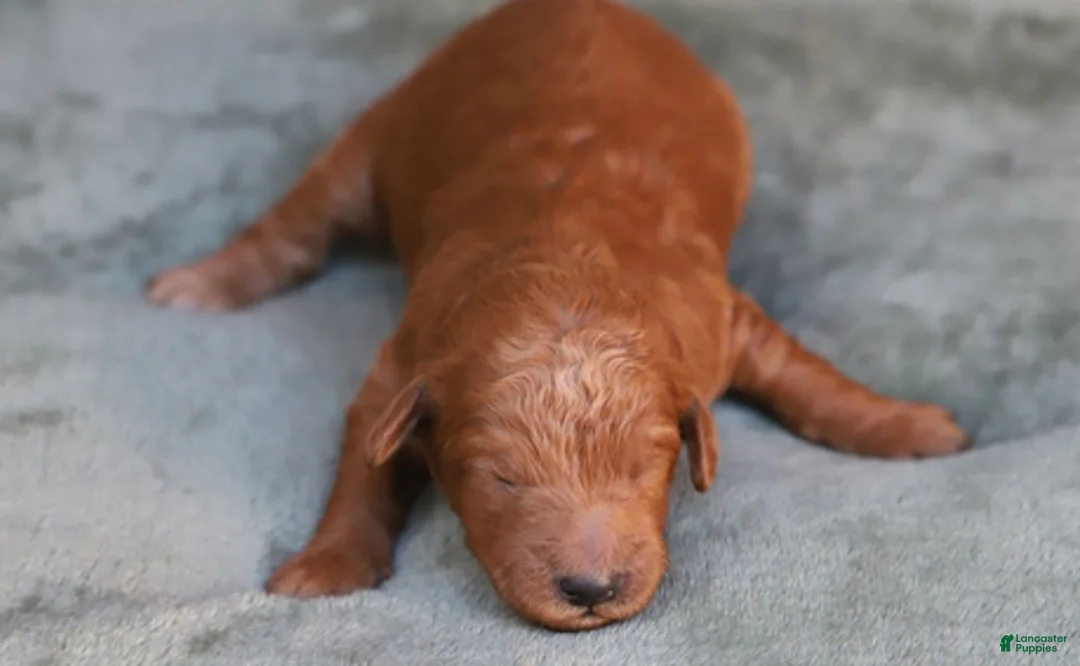 Goldendoodle dogs for sale: Lumi - Ad 3